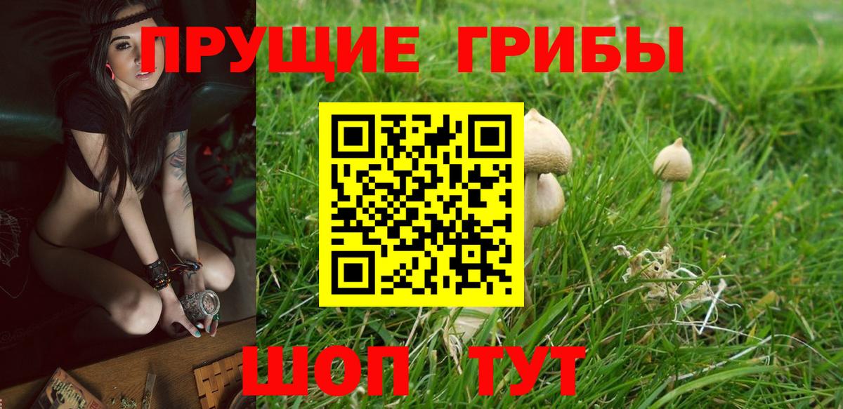 Соликамск  Псилоцибиновые грибы Cubensis  Вход с VPN 